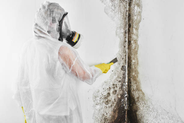 Best Mold Removal for HVAC Installations  in Keokea, HI