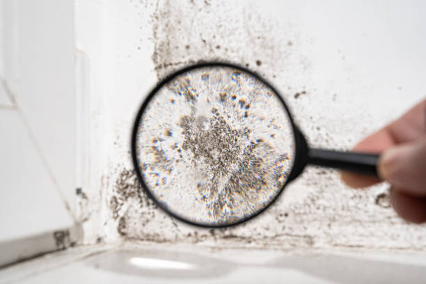 Best Black Mold Removal  in Keokea, HI