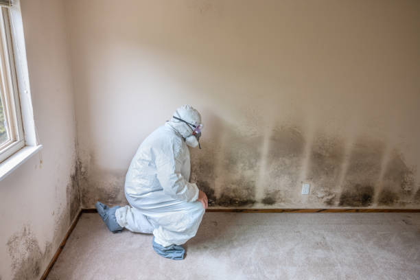 Best Mold Remediation for Healthcare Facilities  in Keokea, HI